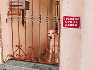 Indemnizacion Por Mordeduras De Perros