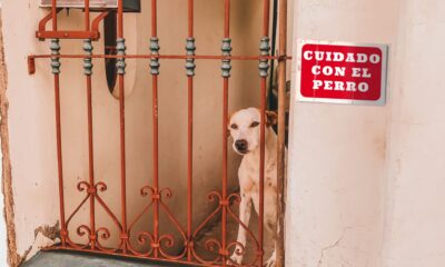 Indemnizacion Por Mordeduras De Perros